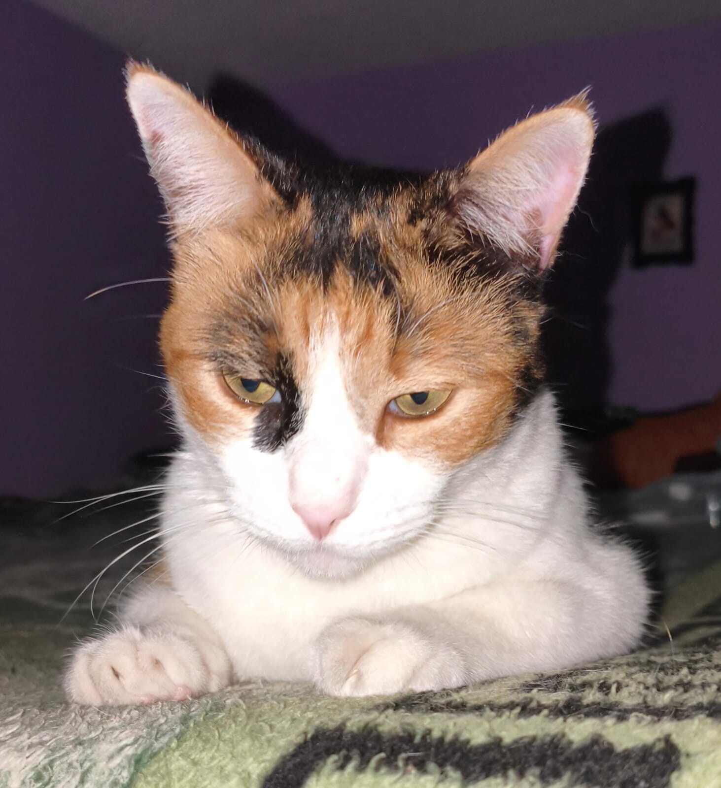 Gato